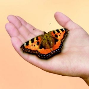 HandSchmetterling