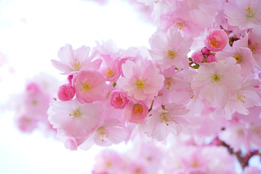 Japanese Cherry Trees 324175  340